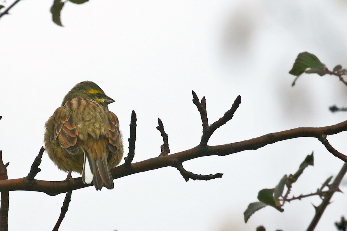 strnad cvrčivý - ML612974745