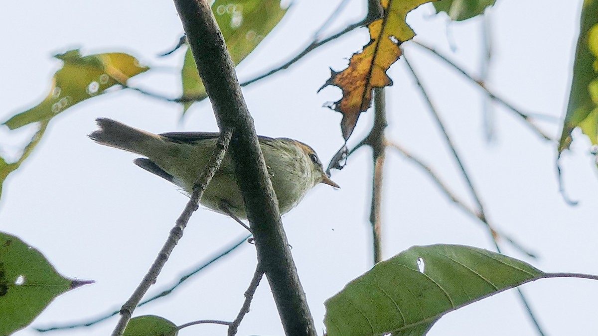 Hume's Warbler - ML612974807