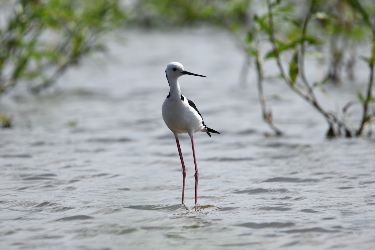 Pied Stilt - ML612974853