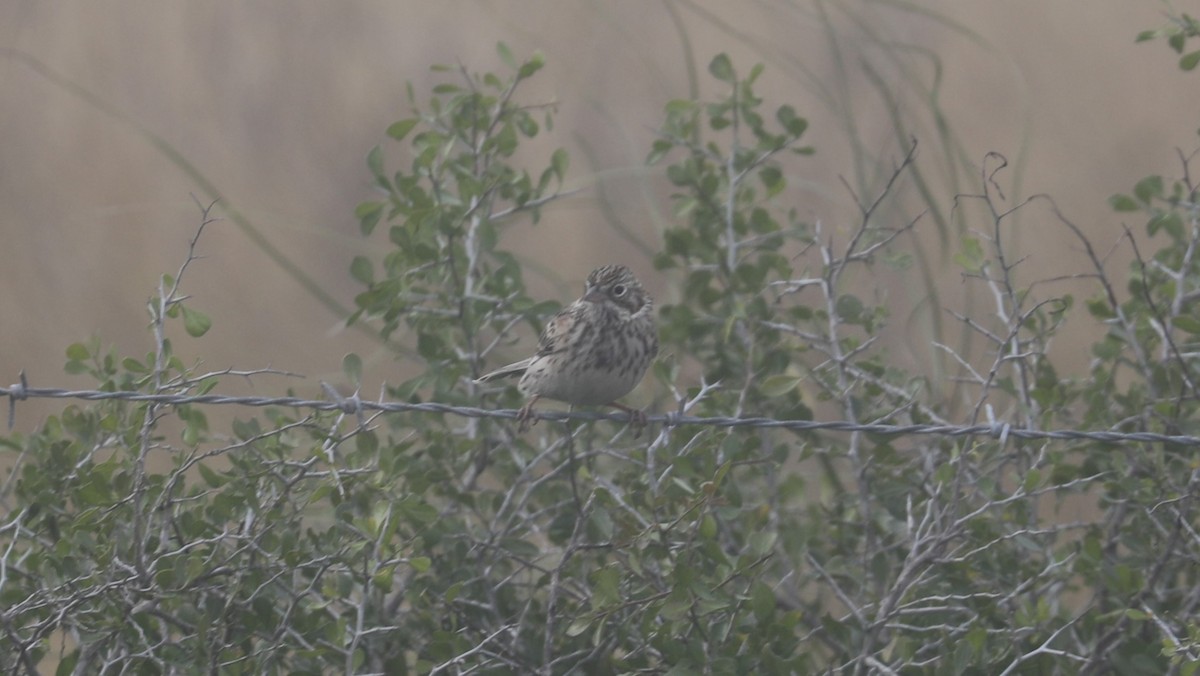 Vesper Sparrow - ML612974956