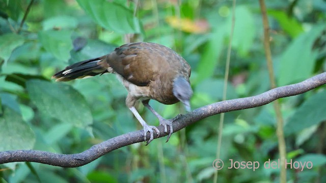 Gray-headed Chachalaca - ML612974996