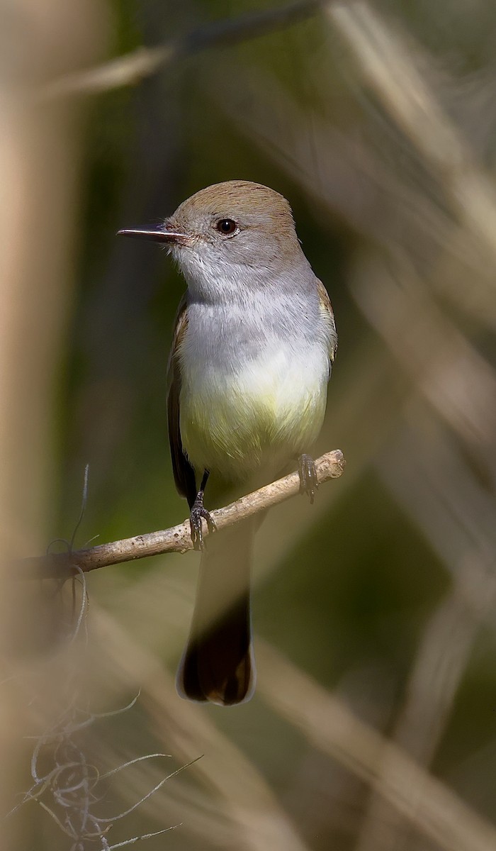 Ash-throated Flycatcher - Steven & Darcy Shaddix