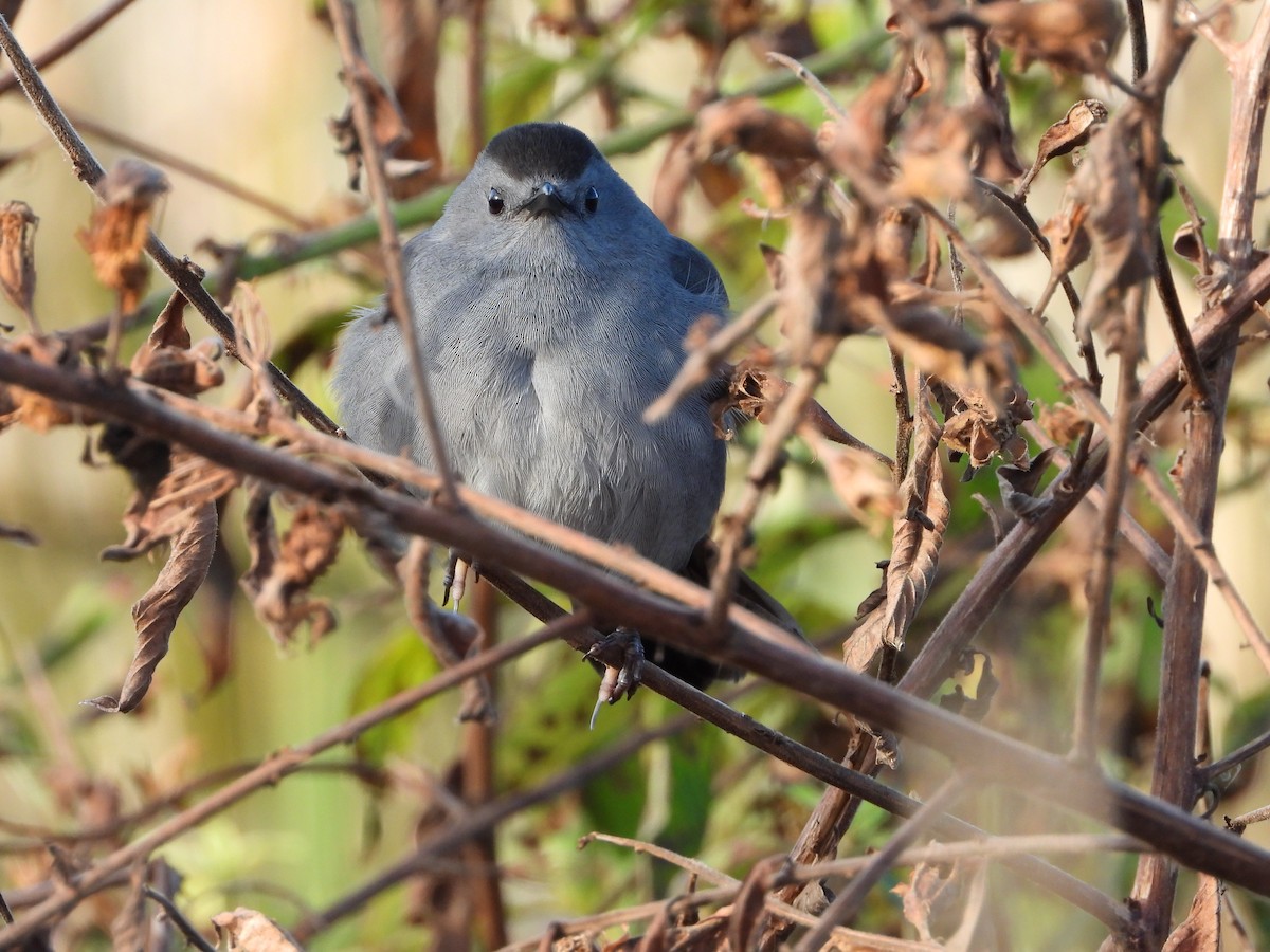 Gray Catbird - ML612975106