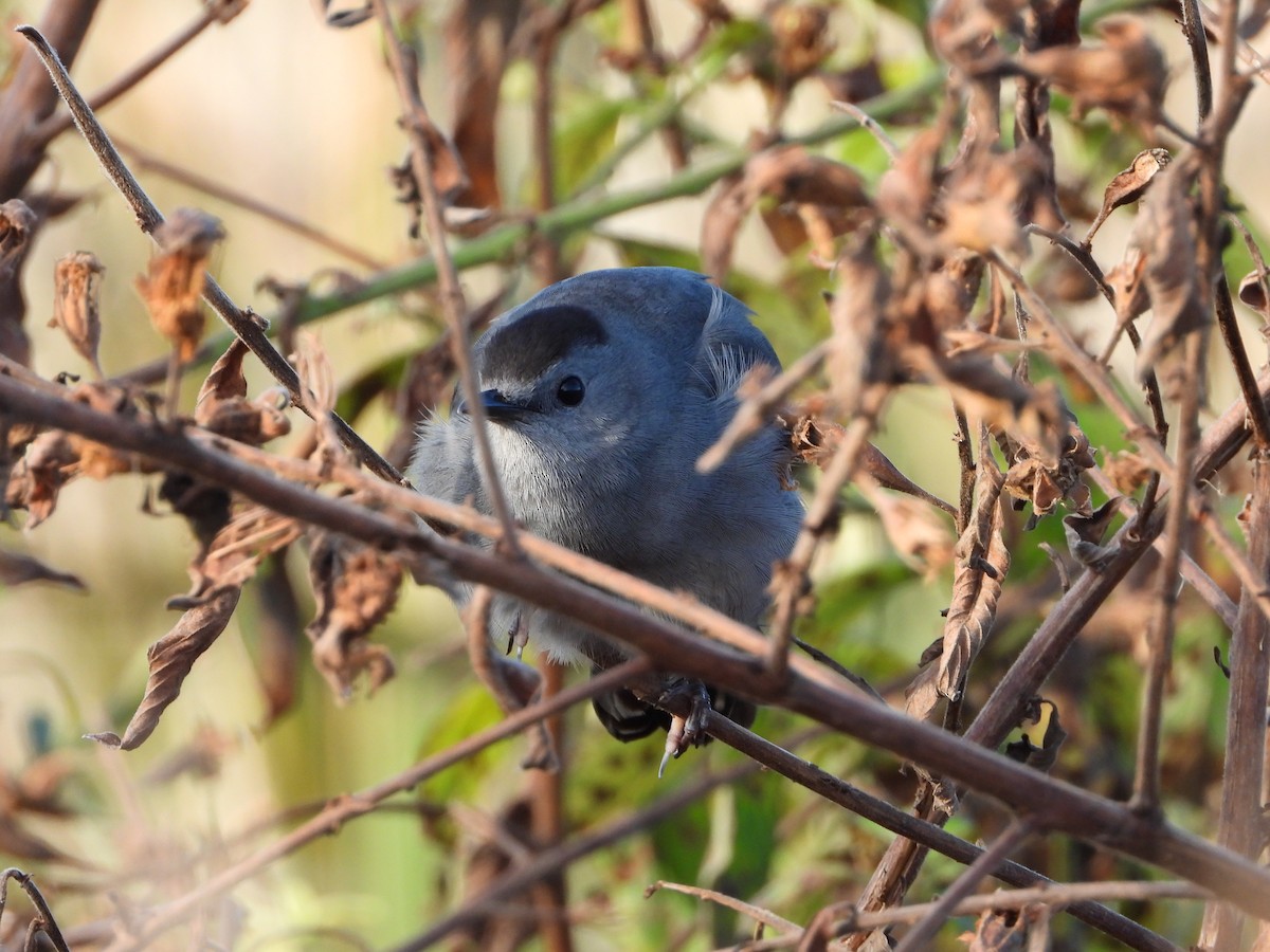 Gray Catbird - ML612975107