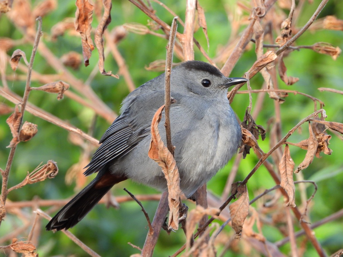 Gray Catbird - ML612975112