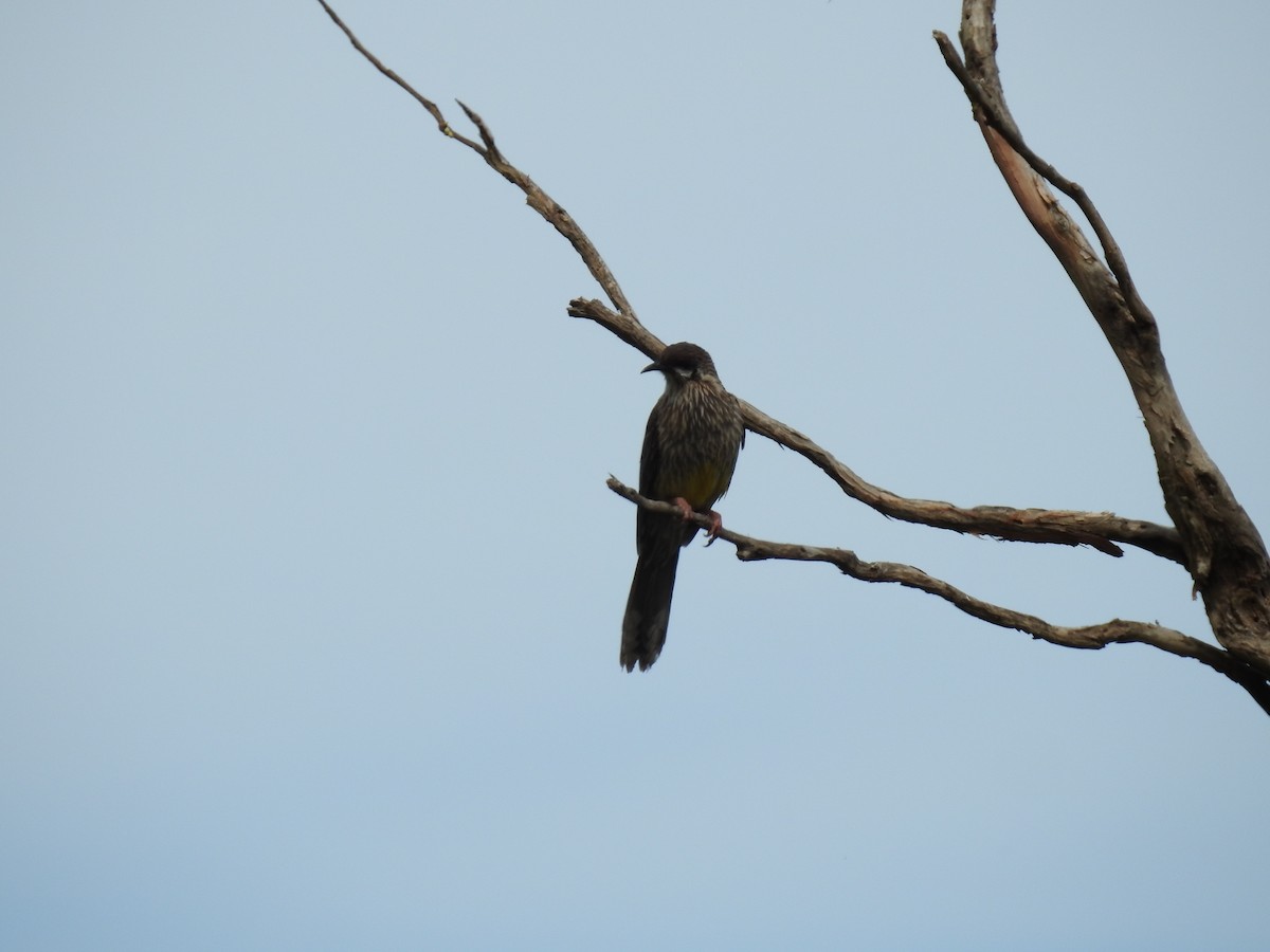 Red Wattlebird - ML612975171