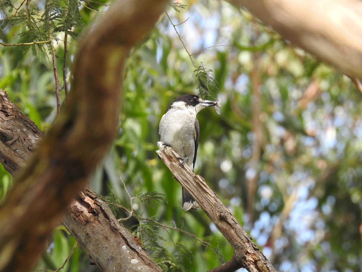 Gray Butcherbird - ML612975182