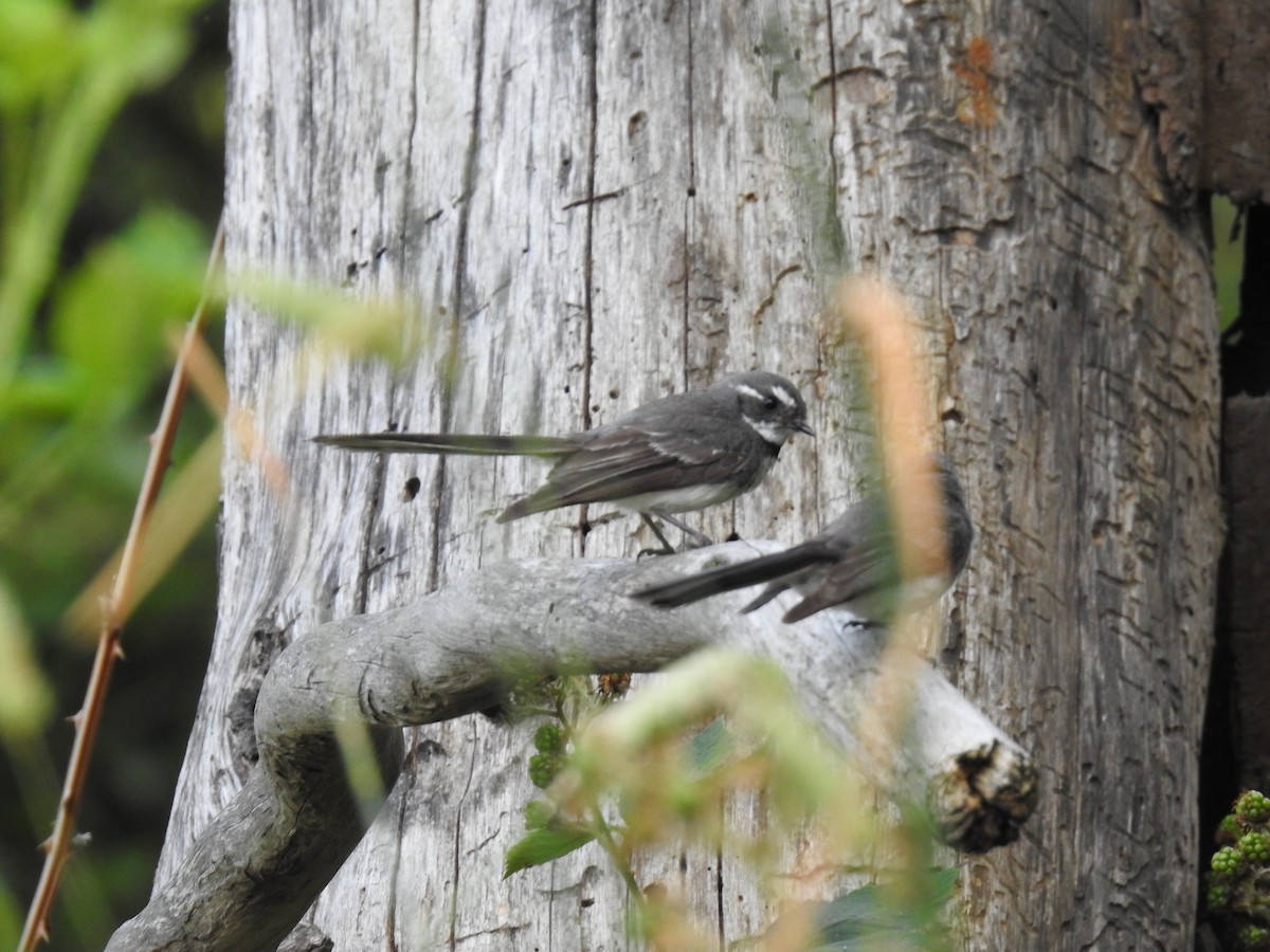 Gray Fantail - ML612975184