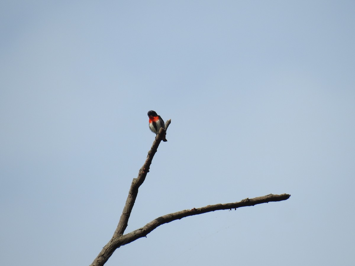 Mistletoebird - ML612975198