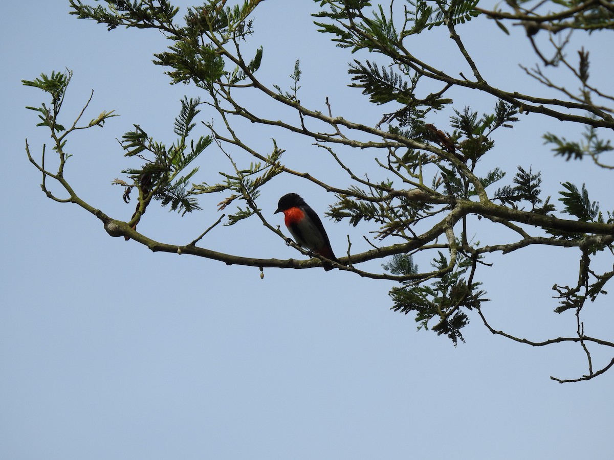 Mistletoebird - ML612975199