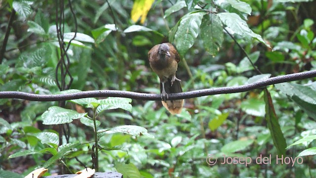 Ortalide à tête grise - ML612975218