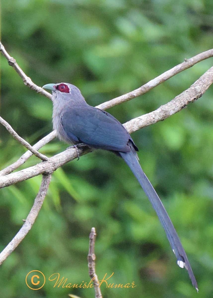 Green-billed Malkoha - ML612975232