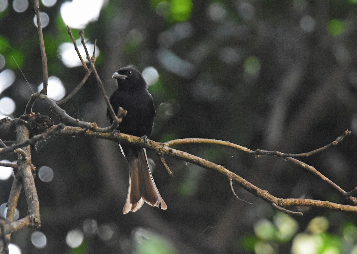 Drongo de Grande Comore - ML612975243