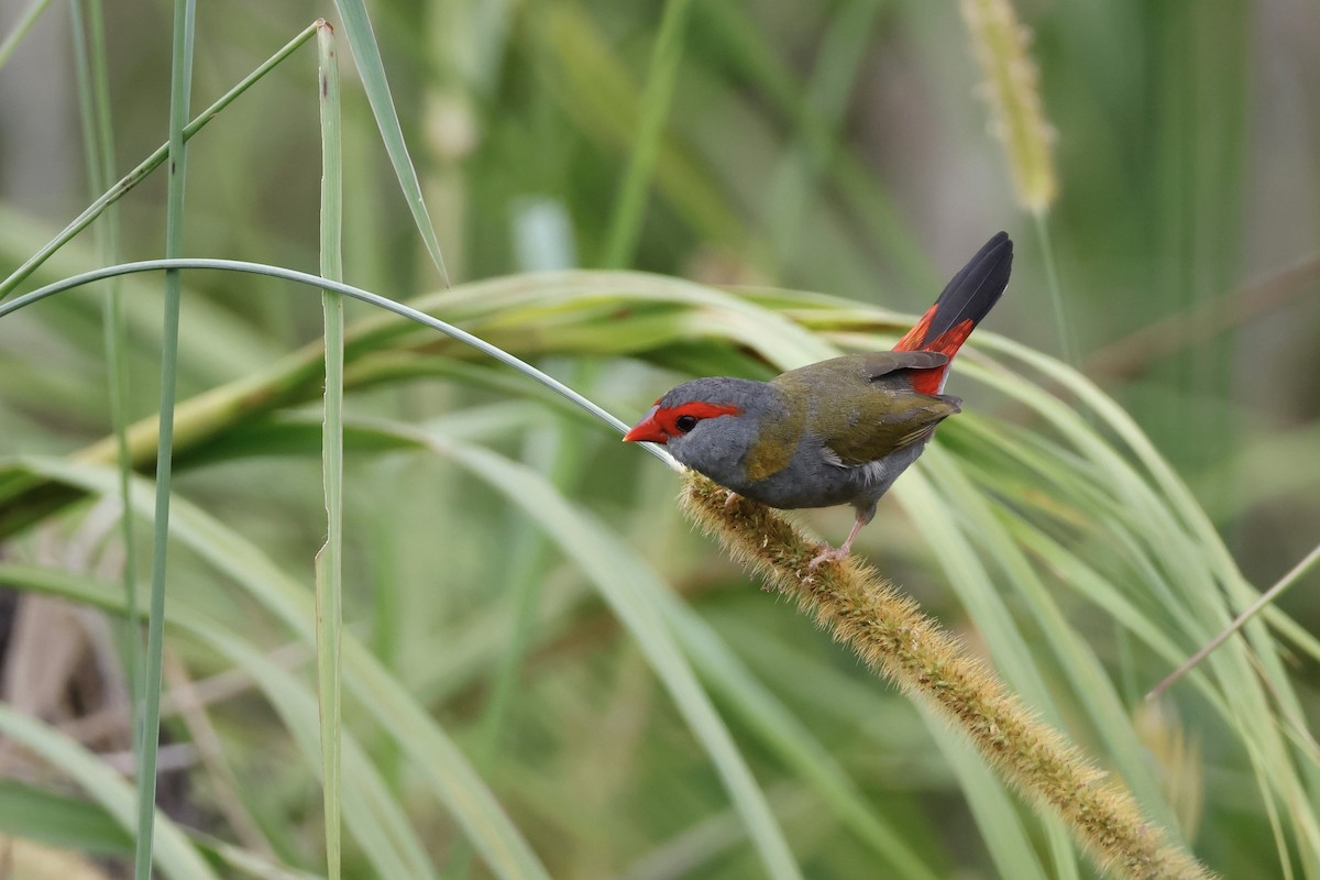 Red-browed Firetail - ML612975310
