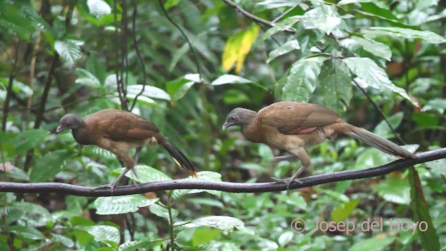 Ortalide à tête grise - ML612975379