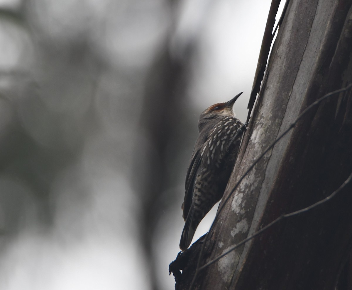 Red-browed Treecreeper - Ruben Brinsmead