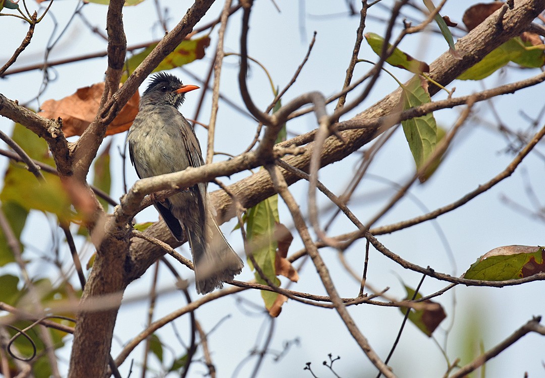 Bulbul de Madagascar - ML612975411