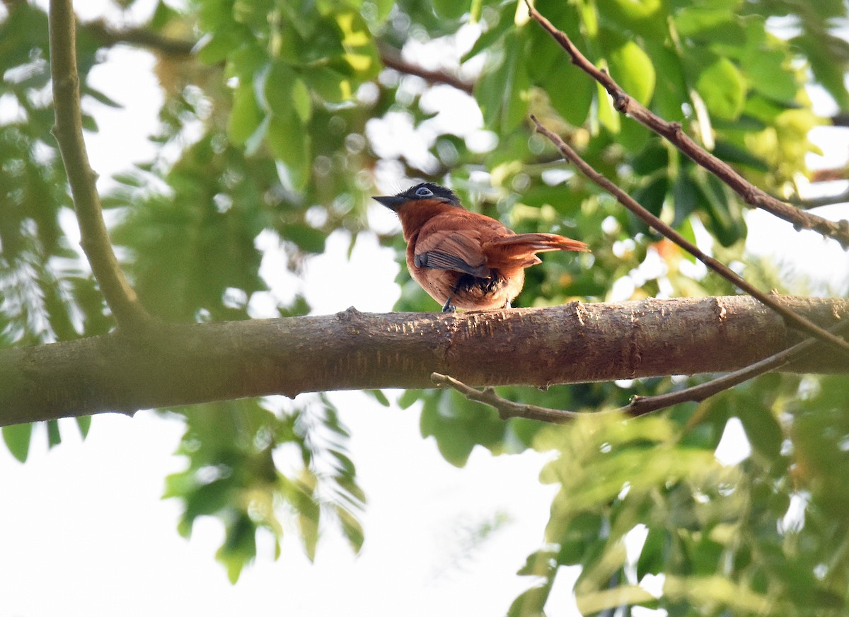 Malagasy Paradise-Flycatcher - ML612975412