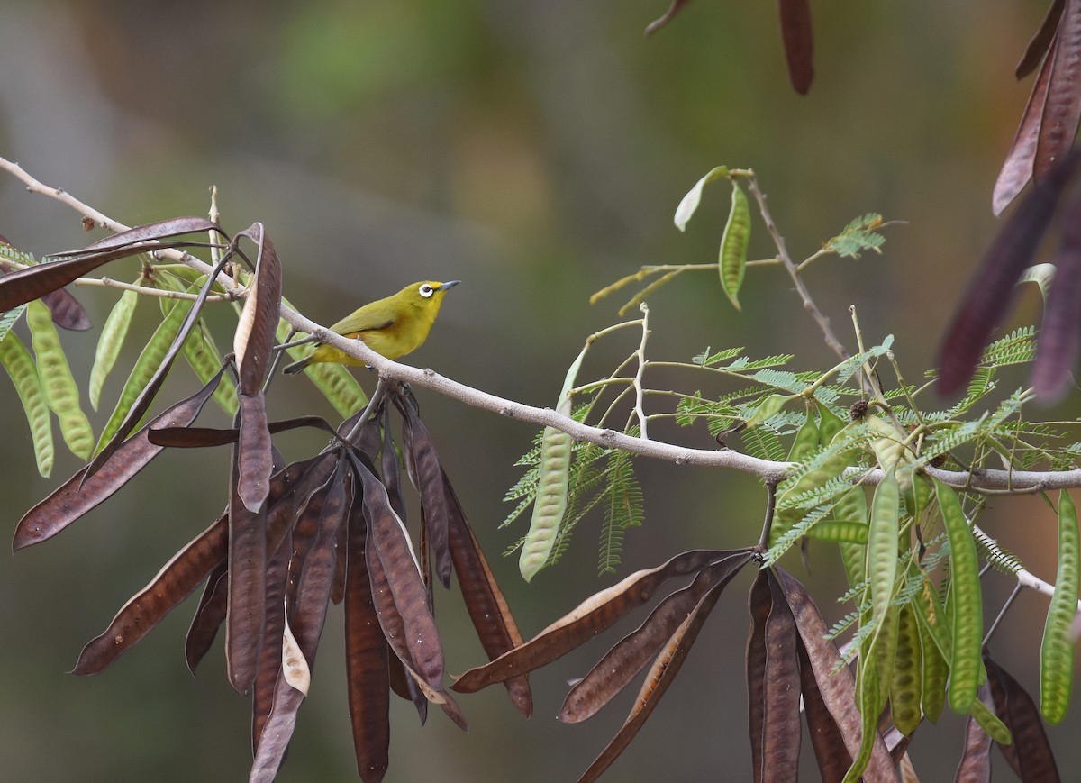 Mayotte White-eye - ML612975420