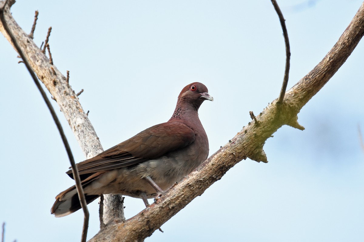 Malagasy Turtle-Dove - ML612975435