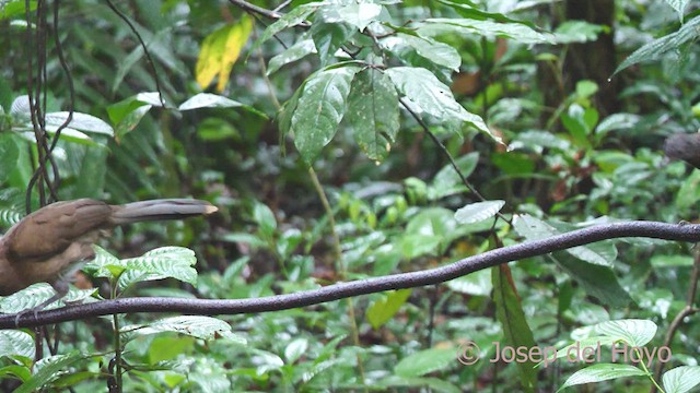 Ortalide à tête grise - ML612975453