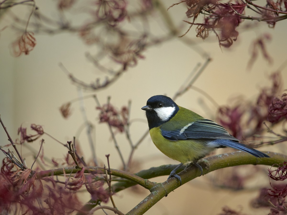 Mésange charbonnière - ML612975487