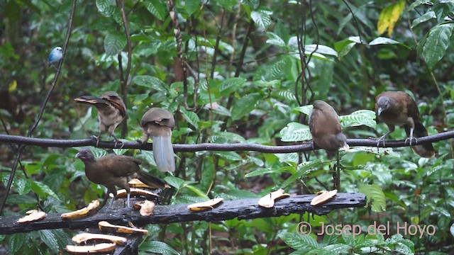 Ortalide à tête grise - ML612975510