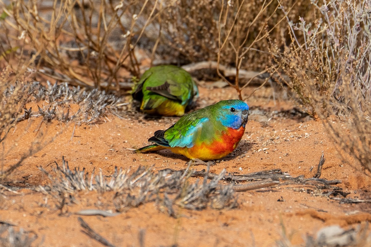 Scarlet-chested Parrot - ML612975538