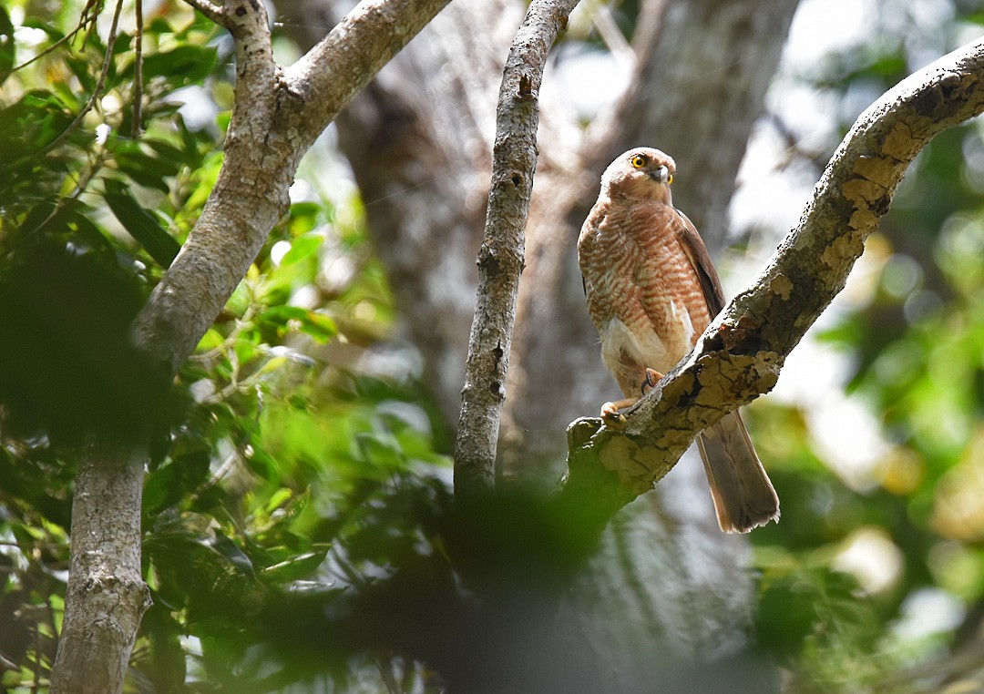 Frances's Sparrowhawk - ML612975609