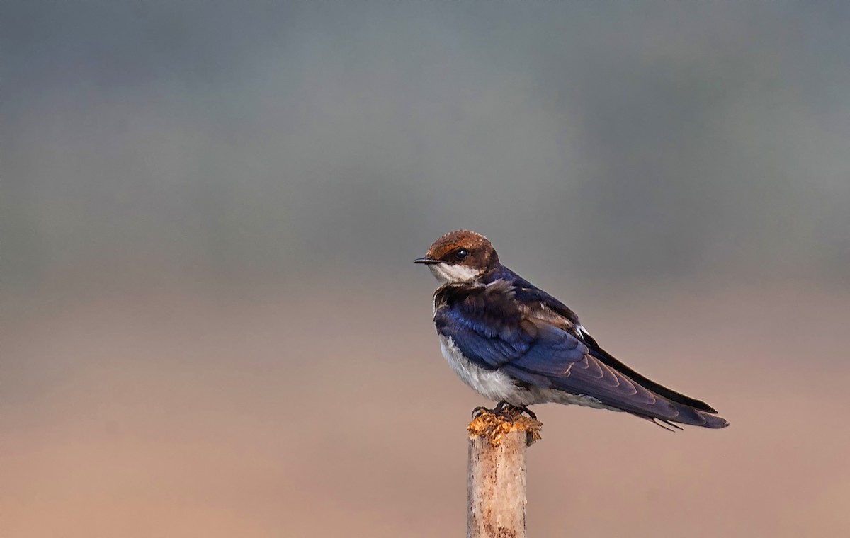 Wire-tailed Swallow - ML612975611