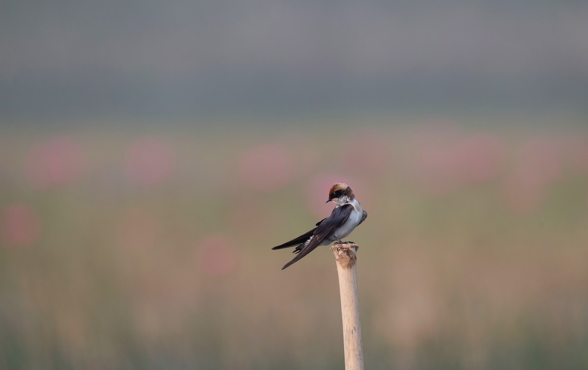 Wire-tailed Swallow - ML612975612