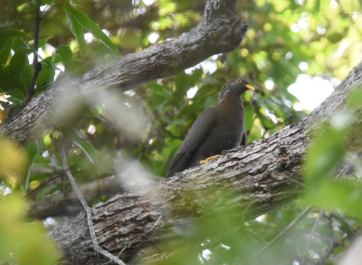 Pigeon des Comores - ML612975620