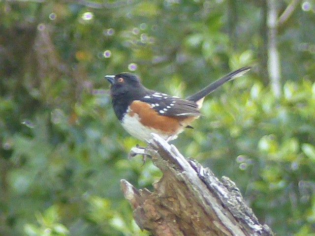 Spotted Towhee - ML61297571
