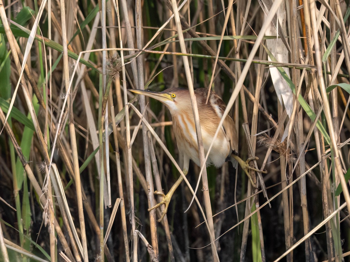 Yellow Bittern - Michael & Ellen LAM