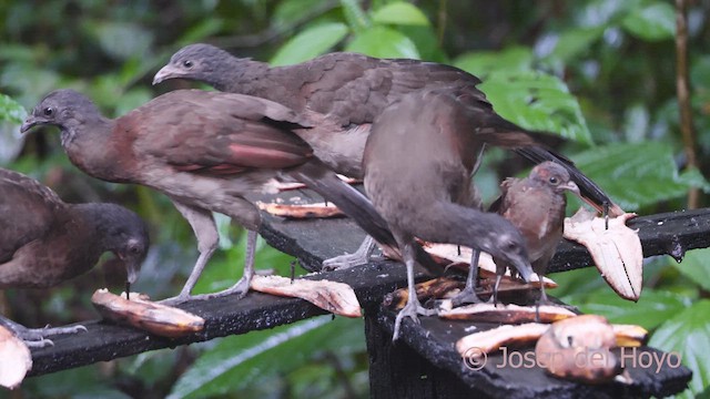 Ortalide à tête grise - ML612975731