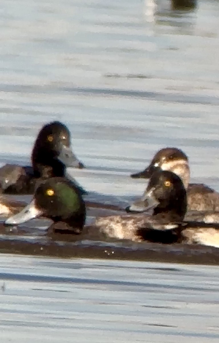 Greater Scaup - ML612975751