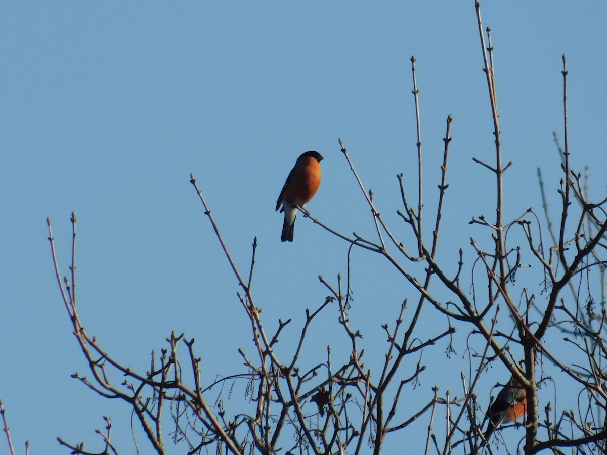 Eurasian Bullfinch - ML612975767