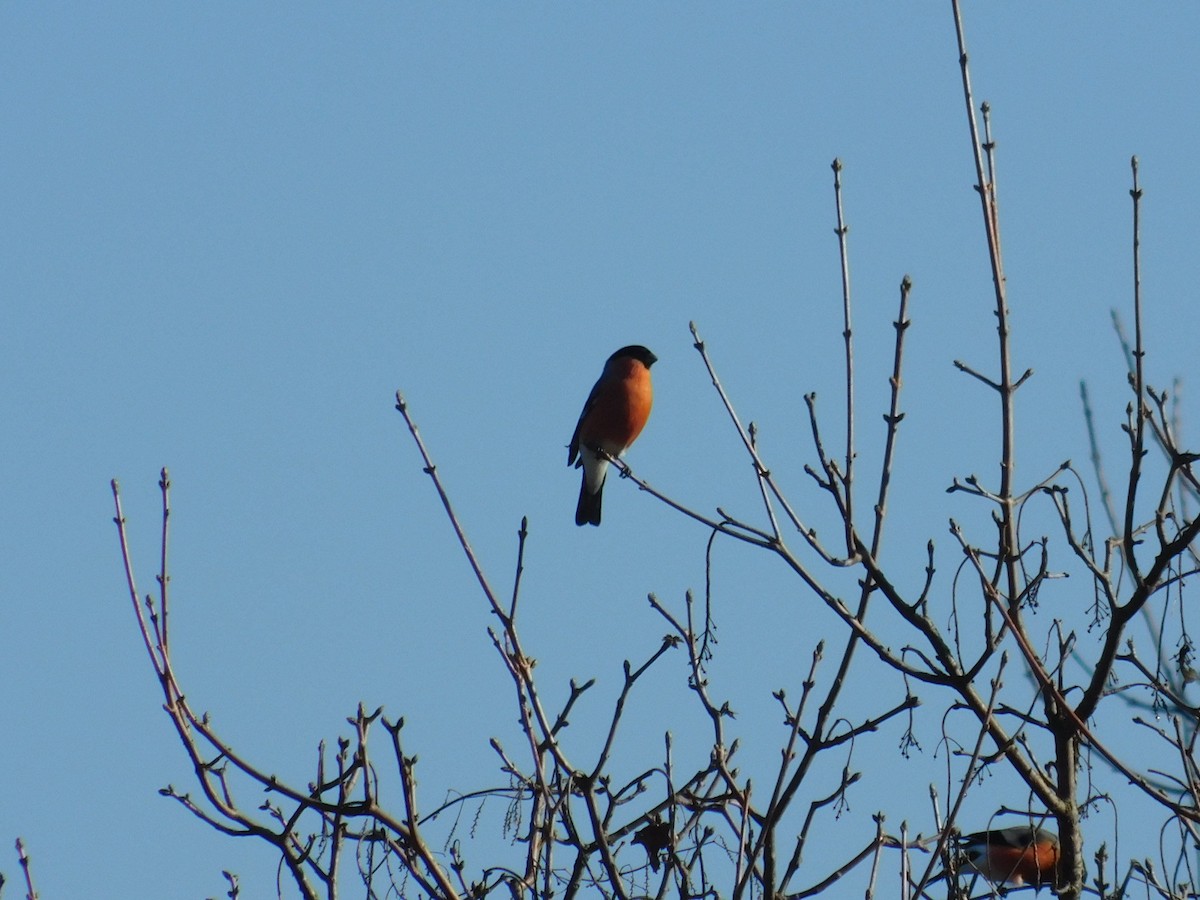 Eurasian Bullfinch - ML612975768