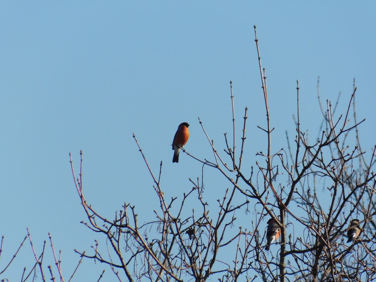 Eurasian Bullfinch - ML612975769