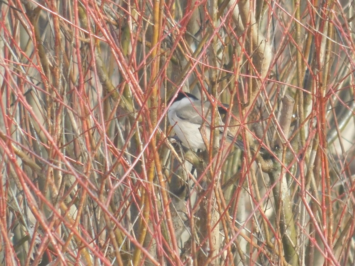 Marsh Tit - ML612975778