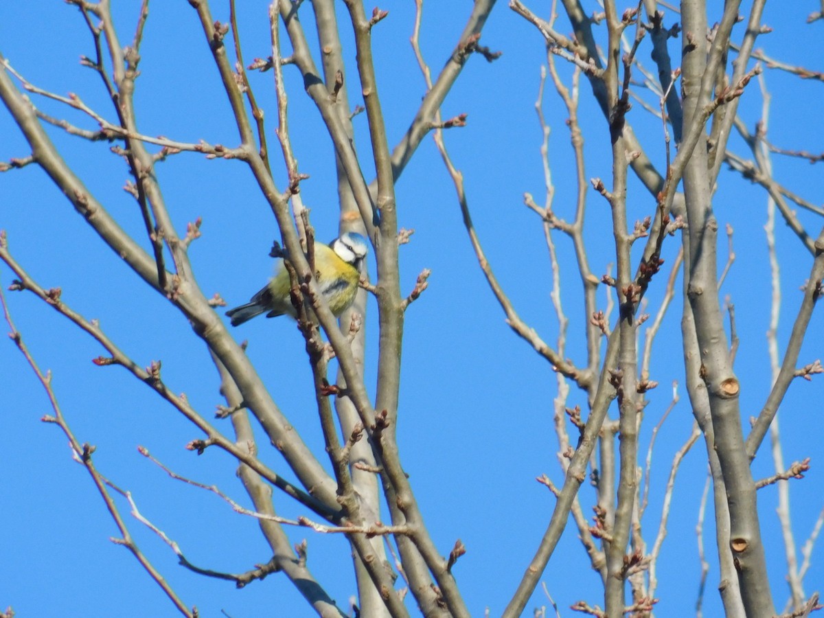 Eurasian Blue Tit - ML612975798