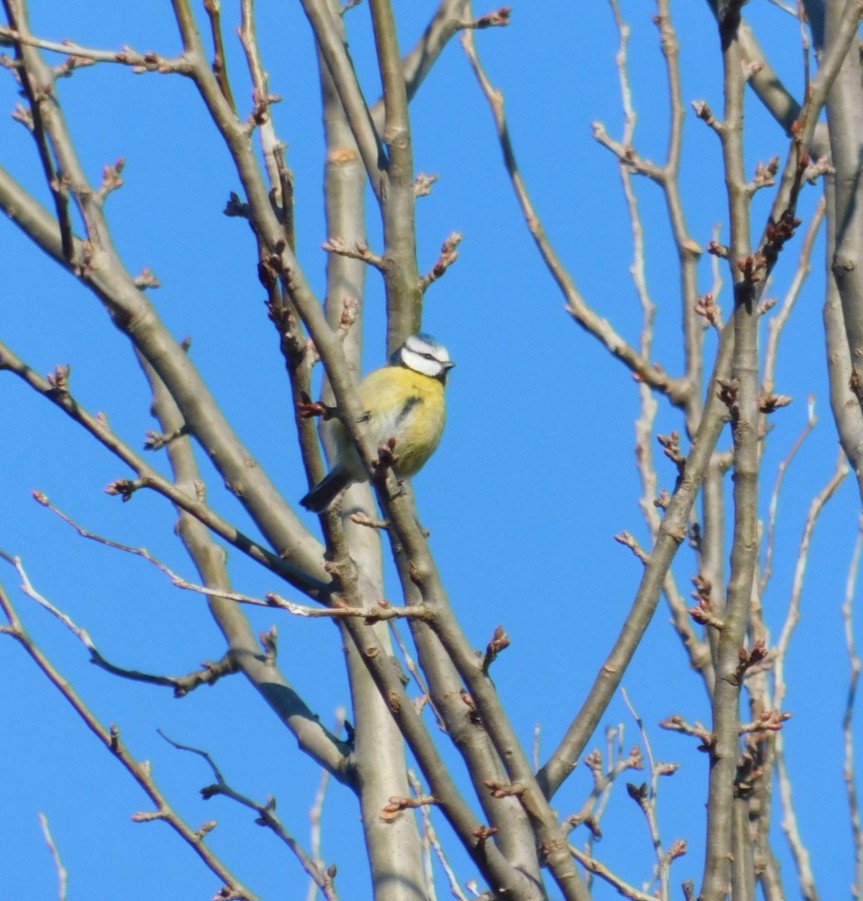 Eurasian Blue Tit - ML612975799