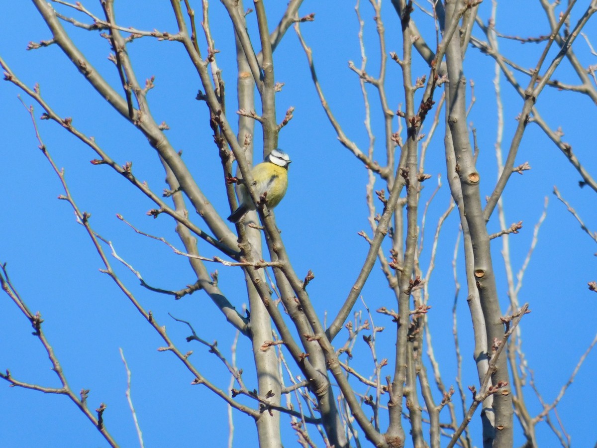 Eurasian Blue Tit - ML612975800