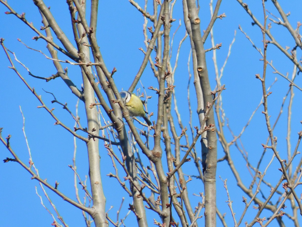 Eurasian Blue Tit - ML612975801