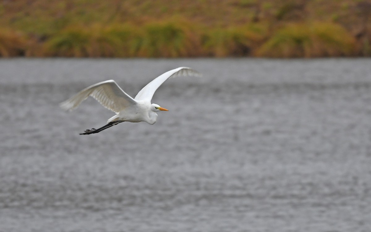 Great Egret (alba) - ML612975820