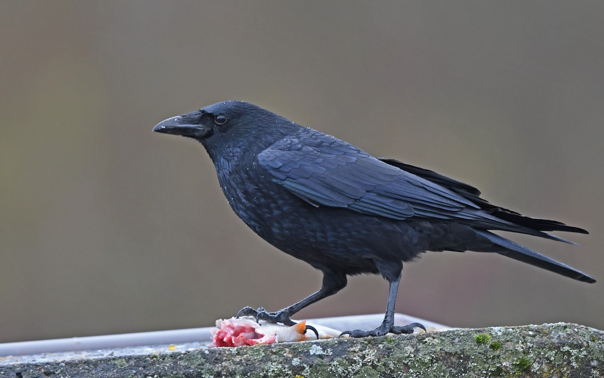 Carrion Crow - ML612975823