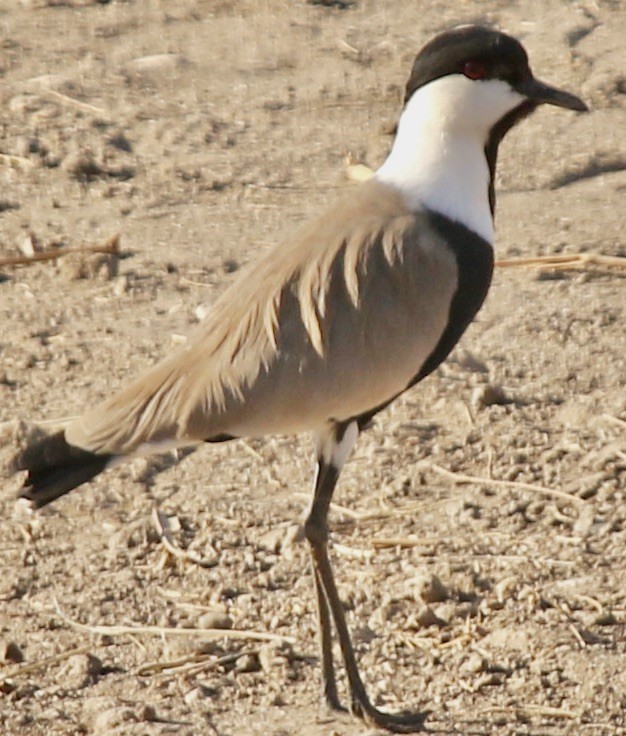 Spur-winged Lapwing - ML612975831