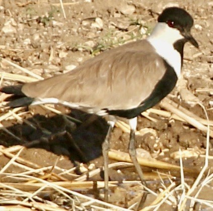 Spur-winged Lapwing - ML612975833