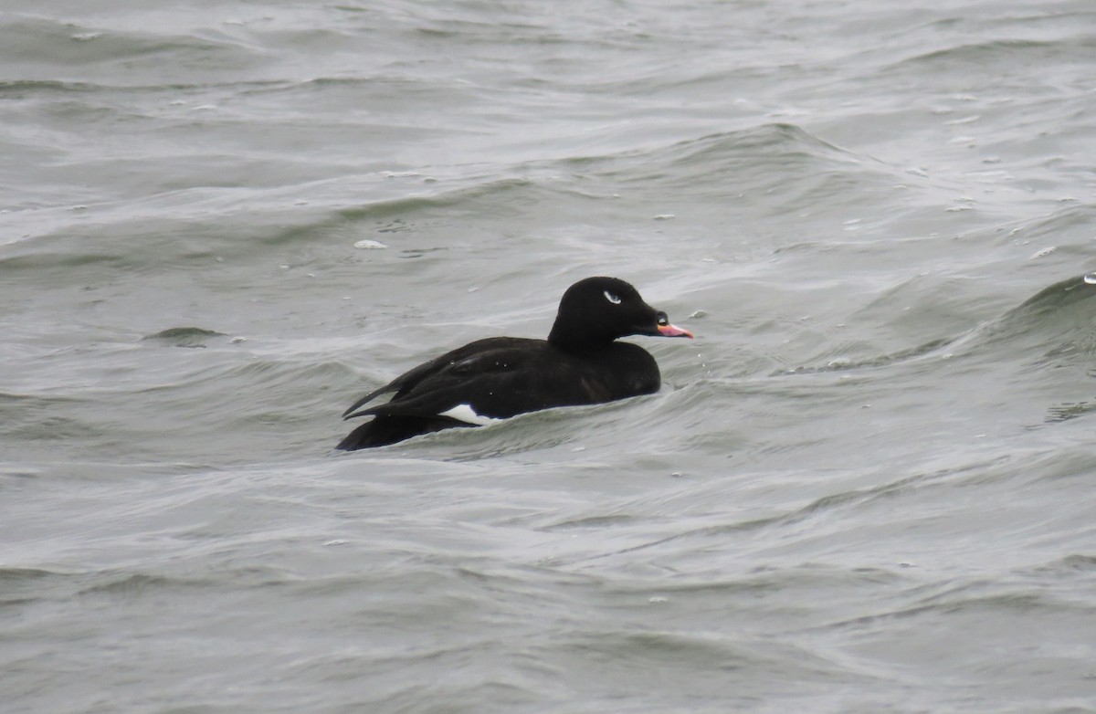 White-winged Scoter - ML612975871