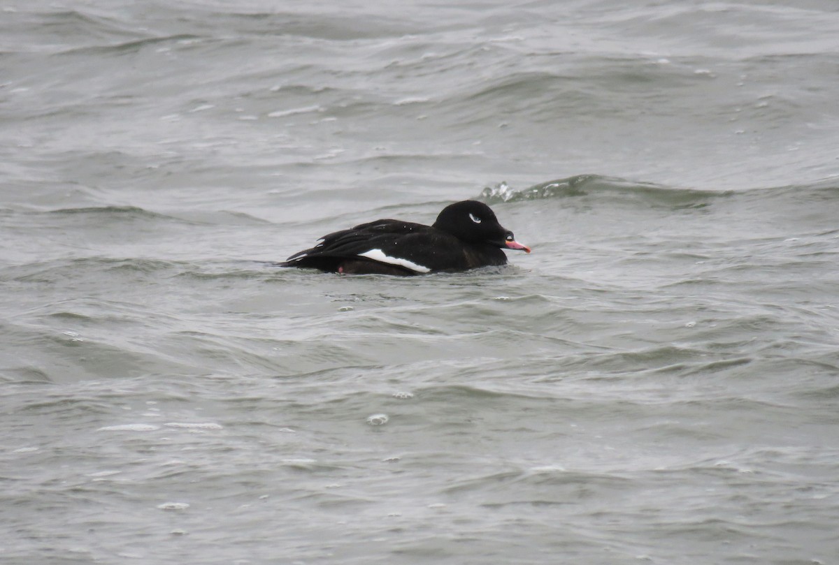 White-winged Scoter - d w